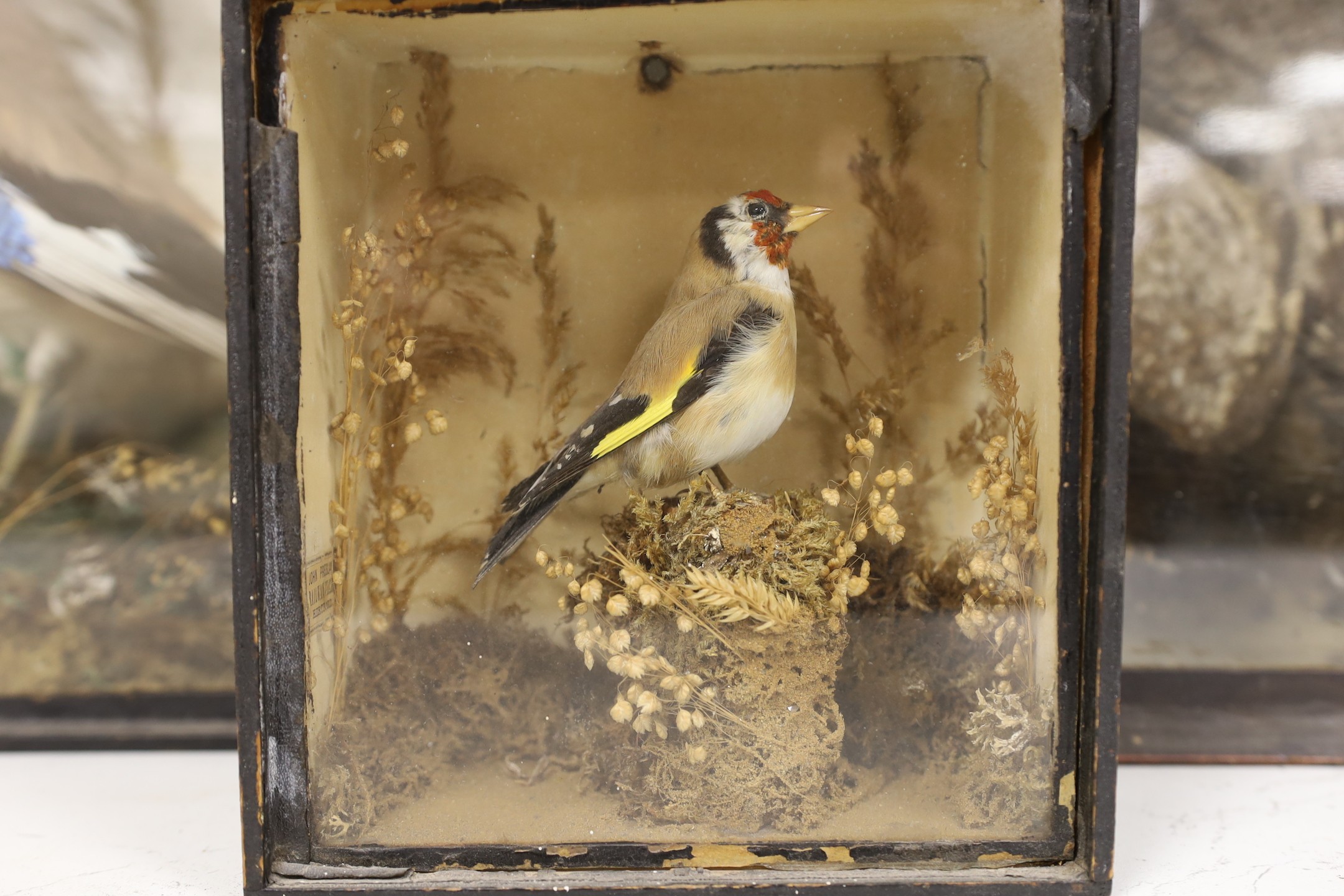 Four Edwardian taxidermy cases containing: a Nightjar, Jay, Kingfisher and Bullfinch (4), largest 39cms wide x 32cms high